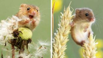 Британець настільки круто фотографує мишей, що їх полюблять навіть ті, хто завжди боявся