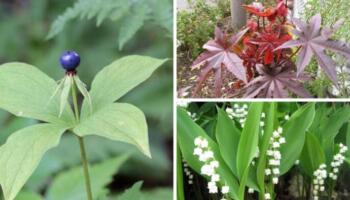 10 рослин, яких слід побоюватись