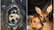 14 душевних знімків про те, як виглядає справжня дружба між тваринами